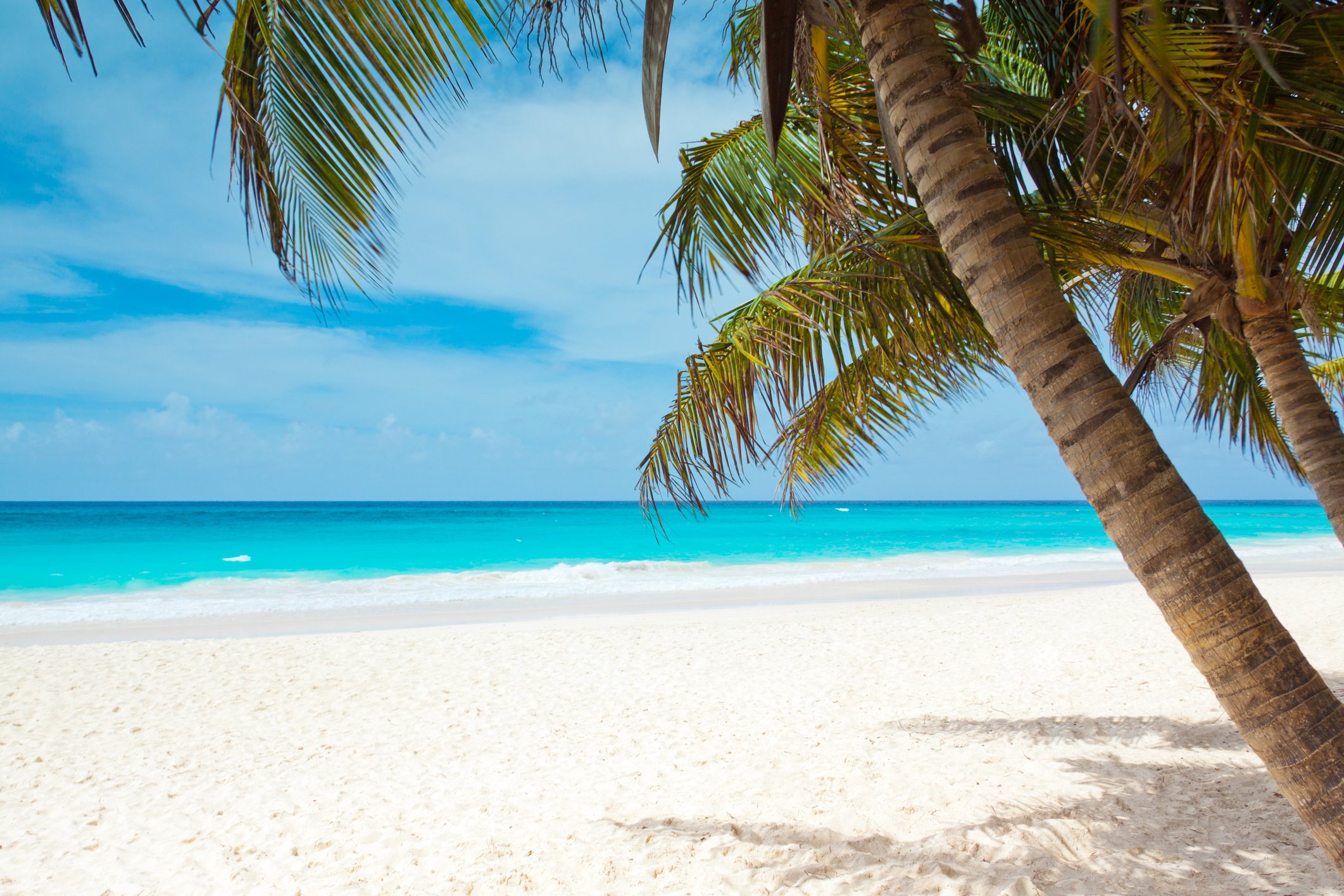 Palm Trees at the Beach